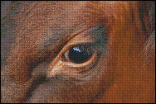 (image for) Eye Of The Cow